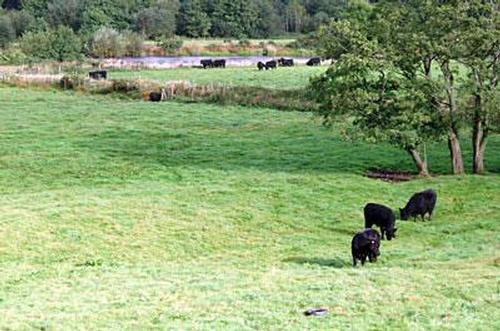 Our cattle