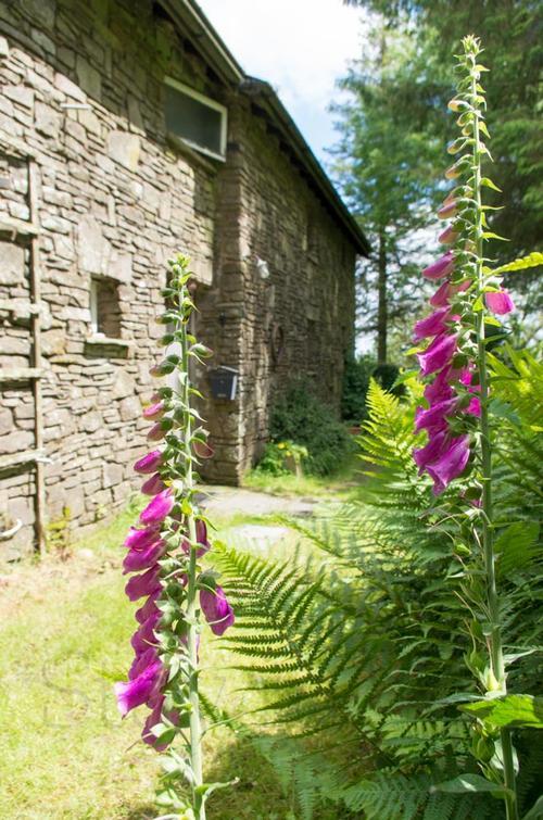 Foxgloves in mid summer