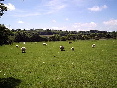 Sheep grazing in pastures at Langdon Farm