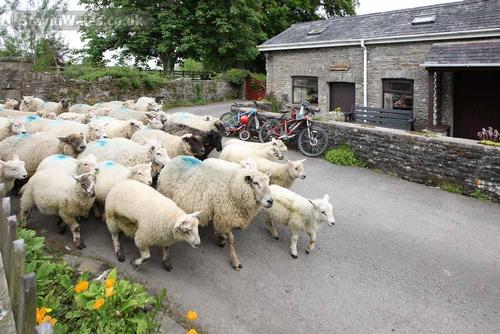 Award Winning Cottage on working sheep farm in South Wales