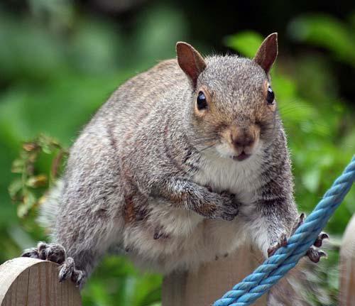 A squirrel on fence outside our holiday cottages
