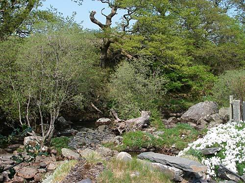 The river bank at bottom of garden