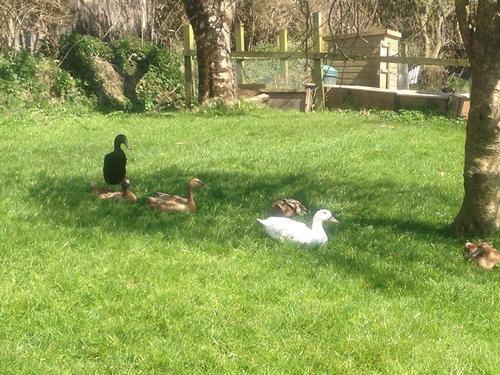 Ducks at Glebe Farm Barns