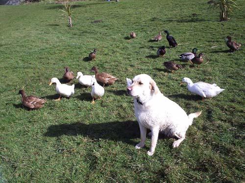 Roxy saying hello to the ducks