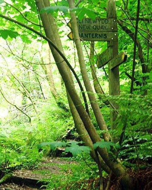 Woodland path leading to the secret beach.