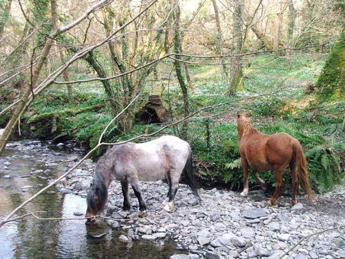 The friendly ponies who graze the wood anenome carpet in the magical woods on your doorstep.