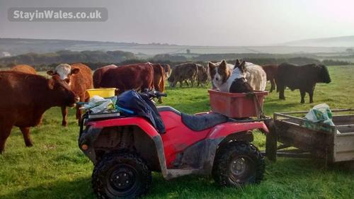 On the farm