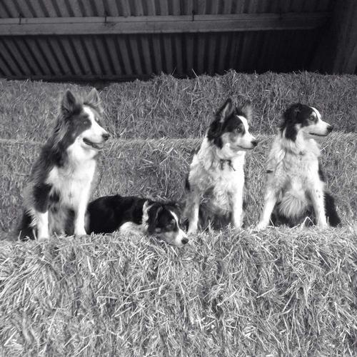Our sheepdogs