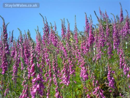 Foxglove forest close by.
