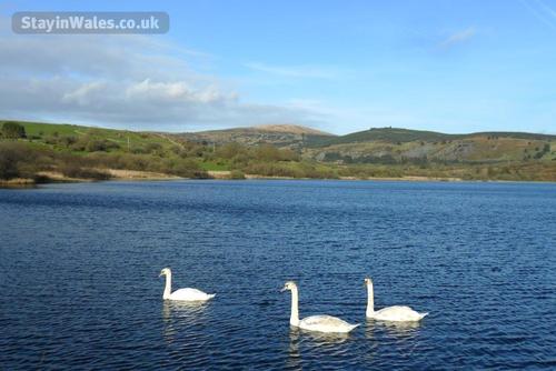 Swans 100 paces from Blaenpant Cottage