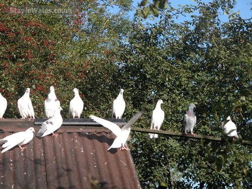 Lovebird loft, your nearest neighbours