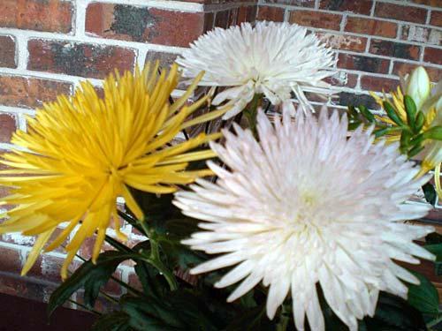 Flowers from the garden