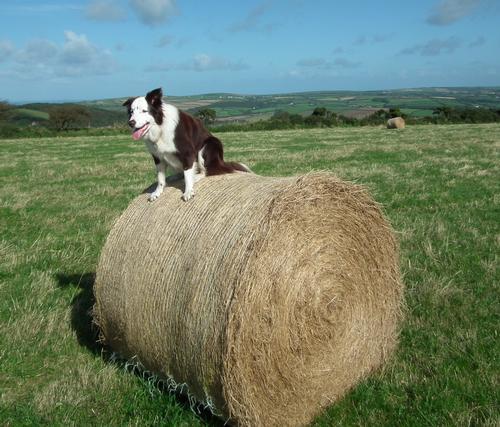 Making hay while the sun shines