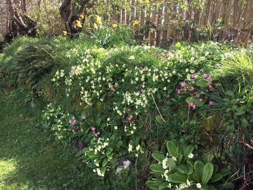 Spring Garden
