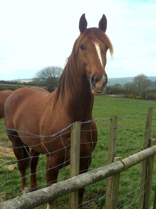 The next door neighbour.