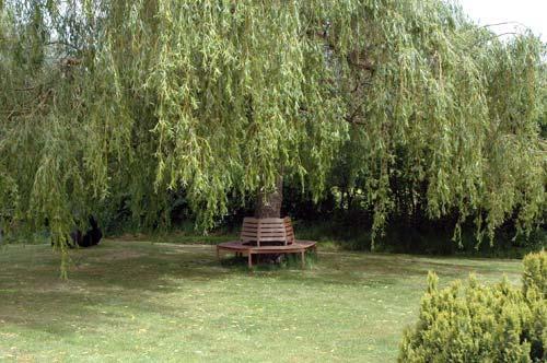 Seat under the weeping willow
