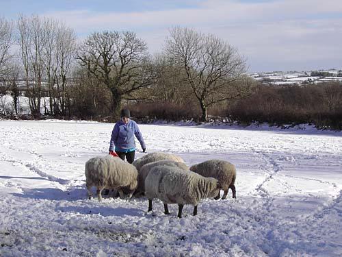 Feeding our sheep in the snow