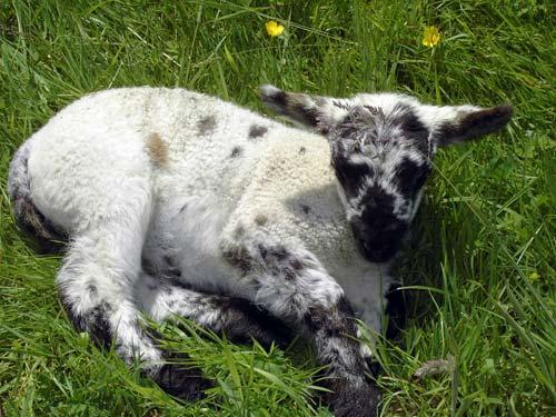 A newly born lamb