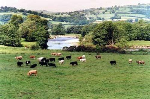 View over the Tywi Valley from Cwmgwyn