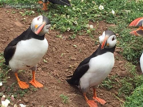 Come to within inches of these gorgeous Puffins on Skomer island between April and mid July