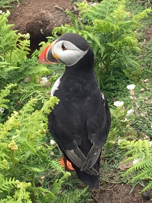 A visit to Skomer Island should definitely be on the itinery especially when the puffins, razor bill