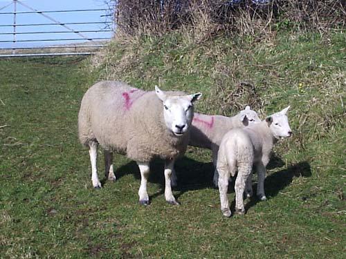 Our pet sheep - Sharon, Jack and Kelly