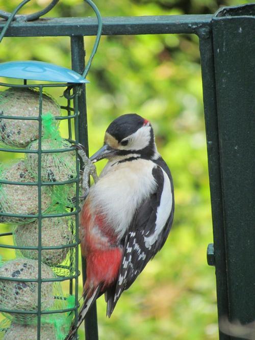 Woodpecker on bird table