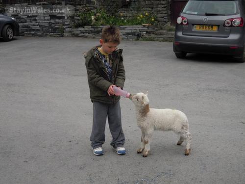 Lambing