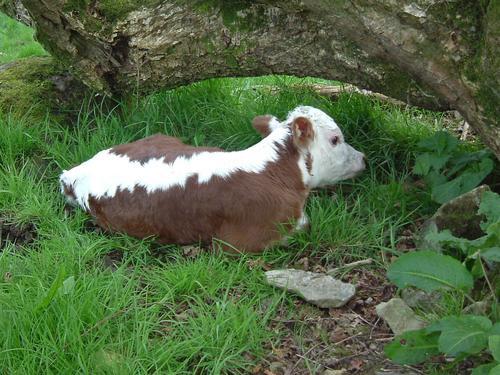 Newly born Hereforn calf