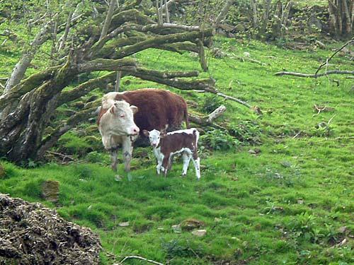 Springtime at Gaer Farm