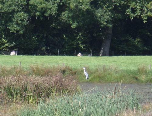 Wildlife on the lake.