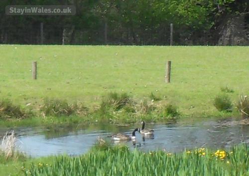 Canadian geese on the lake.