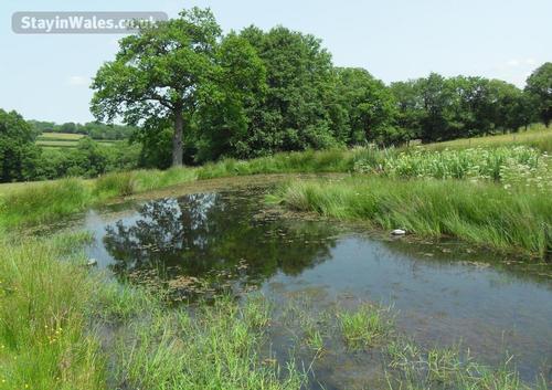 The lake in the meadow.