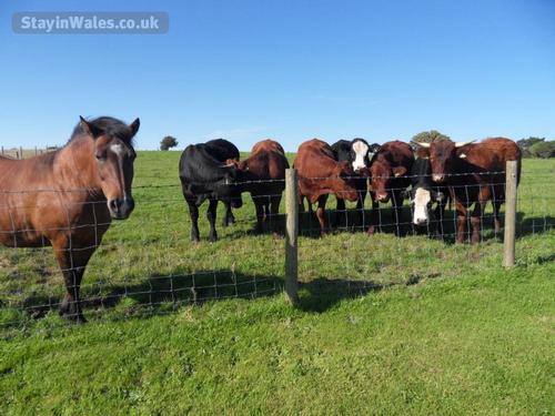 Shammy our horse keeping our cattle in order