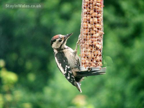 Watch the woodpecker from your window