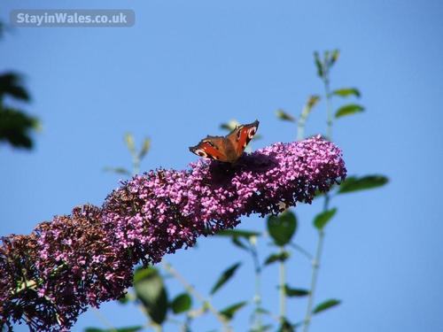 Stunning Wildlife on your doorstep