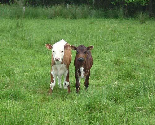 Two company