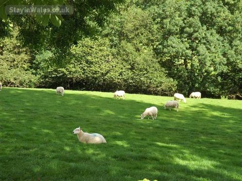 Sheep grazing in front of the barn