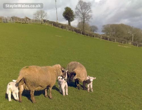 Some of our ewes with their lambs