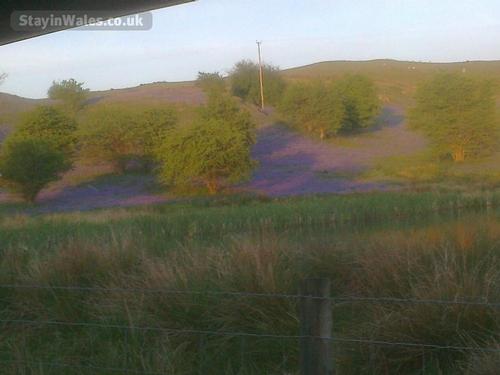 blue bells on hill
