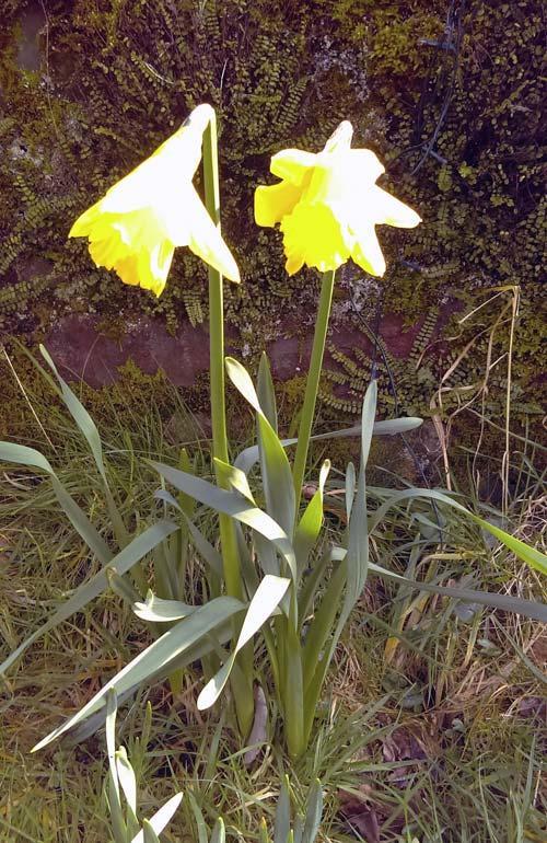 Daffodils