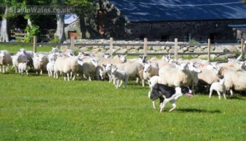 Boys gathering sheep with Jeff the sheepdog at LLwyn Mafon Isaf B&B.