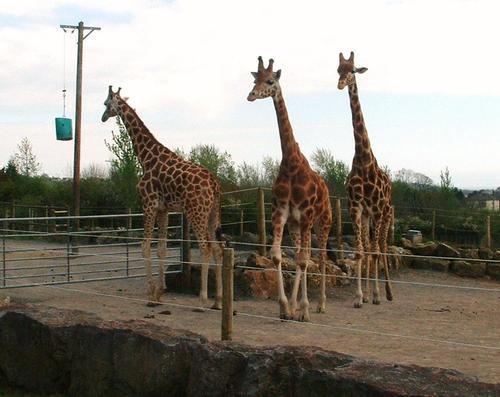 Giraffes at Folly Farm - zoo and amusement park