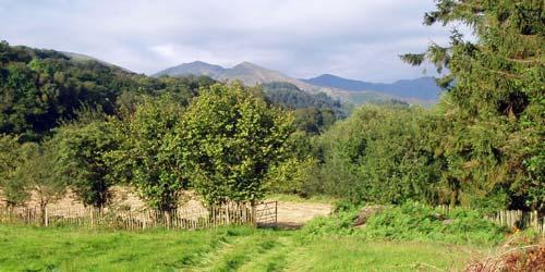 View from the conservatory