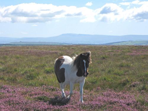 Llanllwni Mountain with Breacon Beacons in the distance