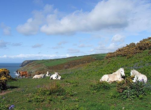 Friendly ponies grazing by the coastal cliffs