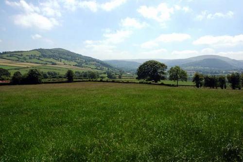 The view