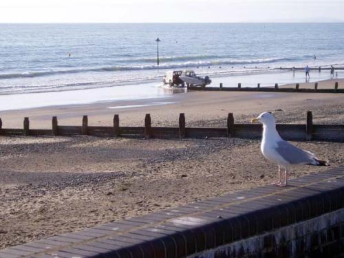 Seagull
