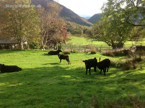 Summer grazing