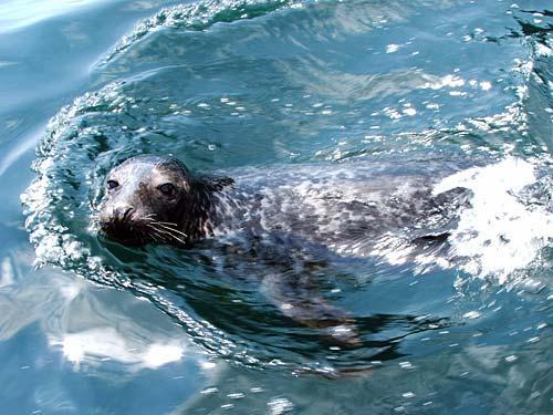 Seals are regularly spotted at the pretty nearby cove of Cwmtydu